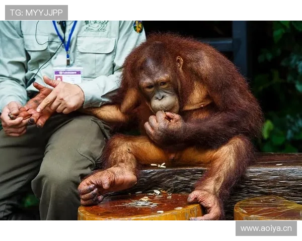 刘洋家的狗都吃进口牛肉了，他还在场上拼命跑？